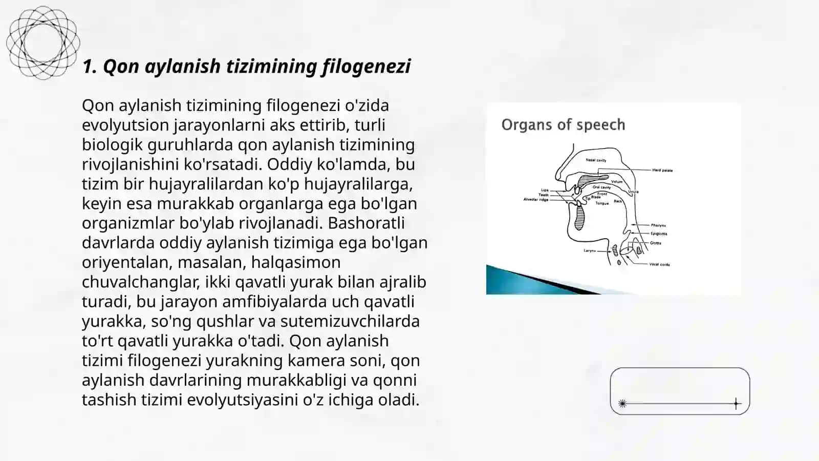 Organlar filogenezi: qon aylanish doirasi 3