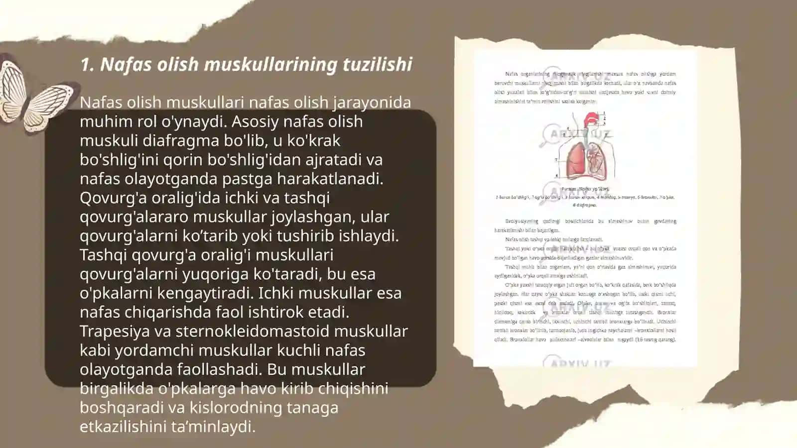 Nafas olish muskullari 3
