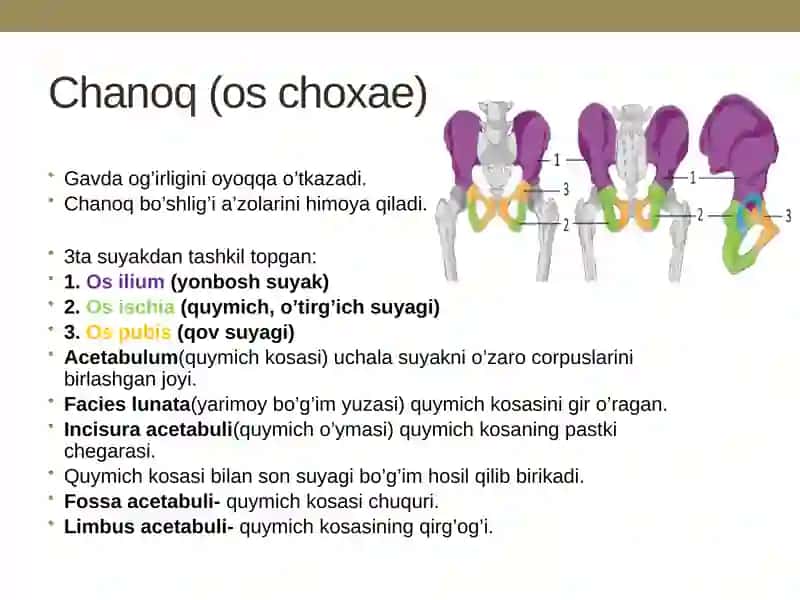 Chanoq KAMARI VA OYOQ ERKIN QISMI SUYAKLARI: TUZILISHI, YOSHGA DOIR XUSUSIYATLARI 3