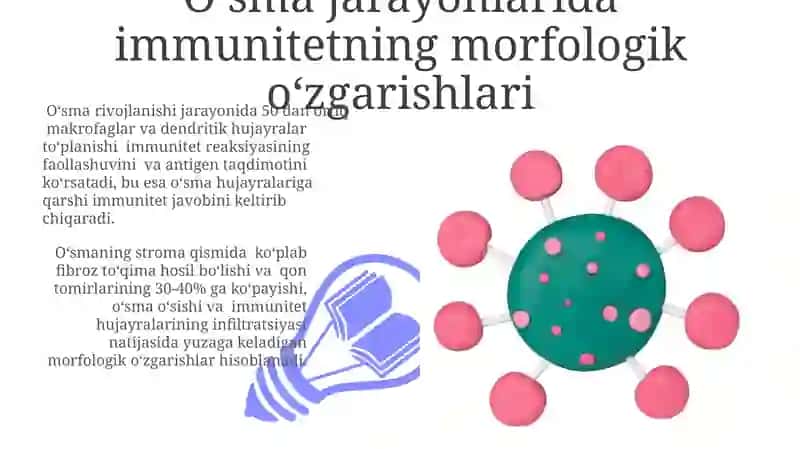 Immun - himoya reaksiyalarining morfologik asoslari 3