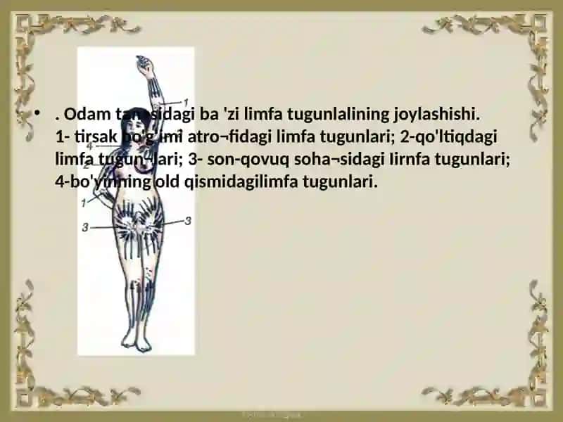 O`mrovosti, qo`ltiq, yelka, bilaksohasi arteriyalarining taraqqiyoti 3