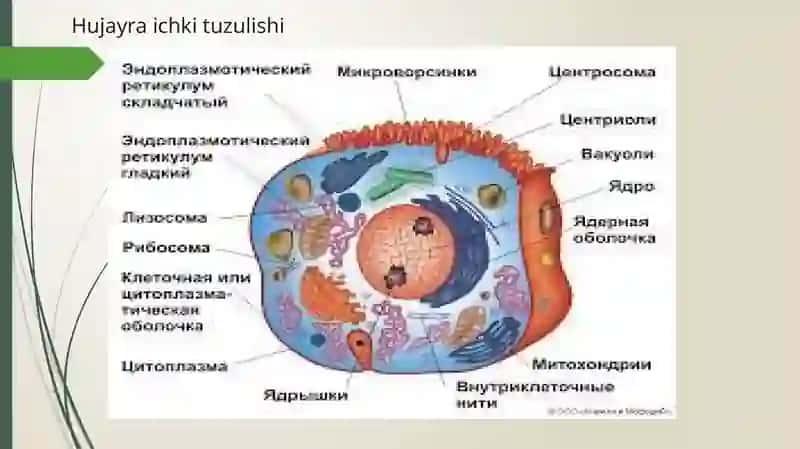 Hujayra va To`qima Fizologiyasi 3