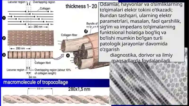 Organizm toʻqimalarining toʻlaqarshiligi (impedansi) 3