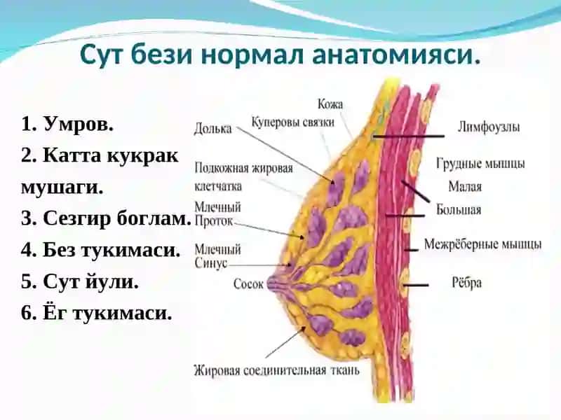 Сут бези саратони 3