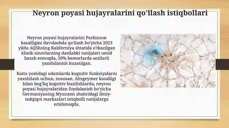 Neyral oʻzak hujayralar haqida tushuncha va uning dinamikasi 3