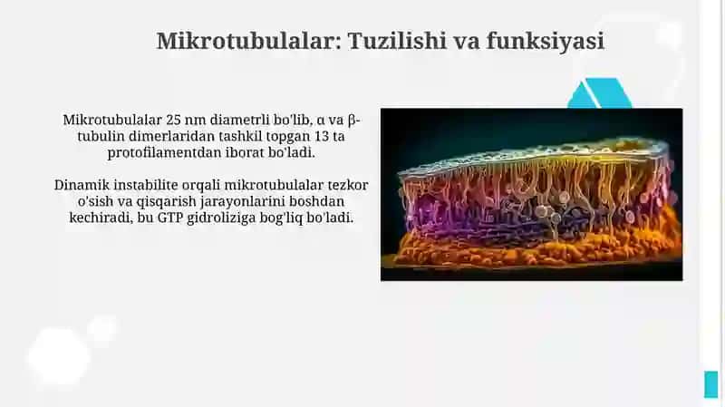 Hujayra skletining strukturaviy va funksional tashkil etilishi 3