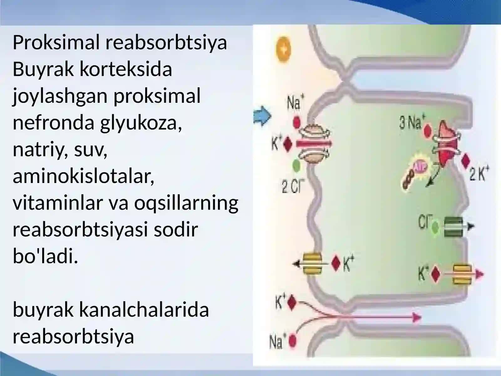 Buyraknaychalaridareabsorbsiyavasekretsiya 3