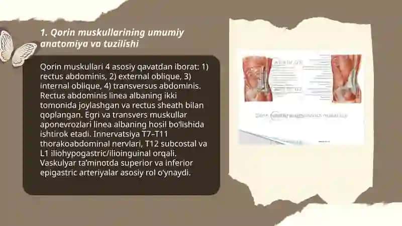 Qorin muskullari 3