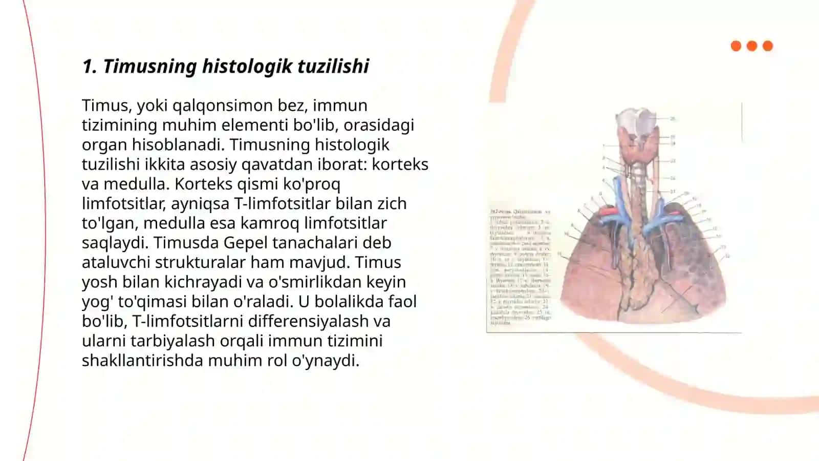 Timus tuzilishi 3