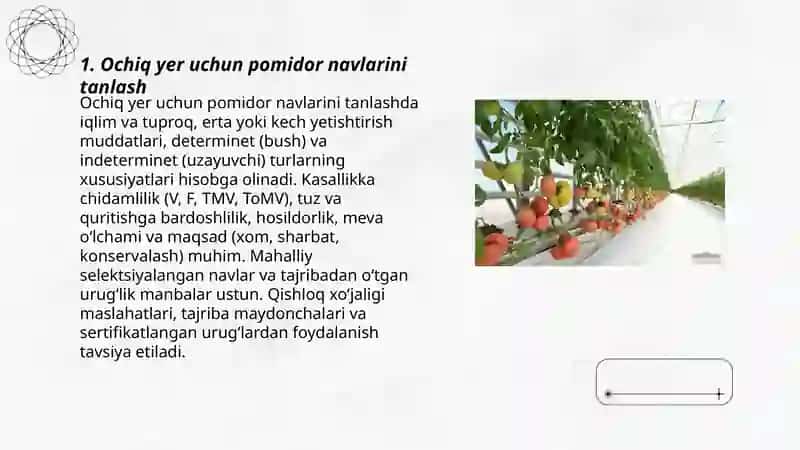 Ochiq yer uchun pomidor yetishtirish xususiyatlari 3