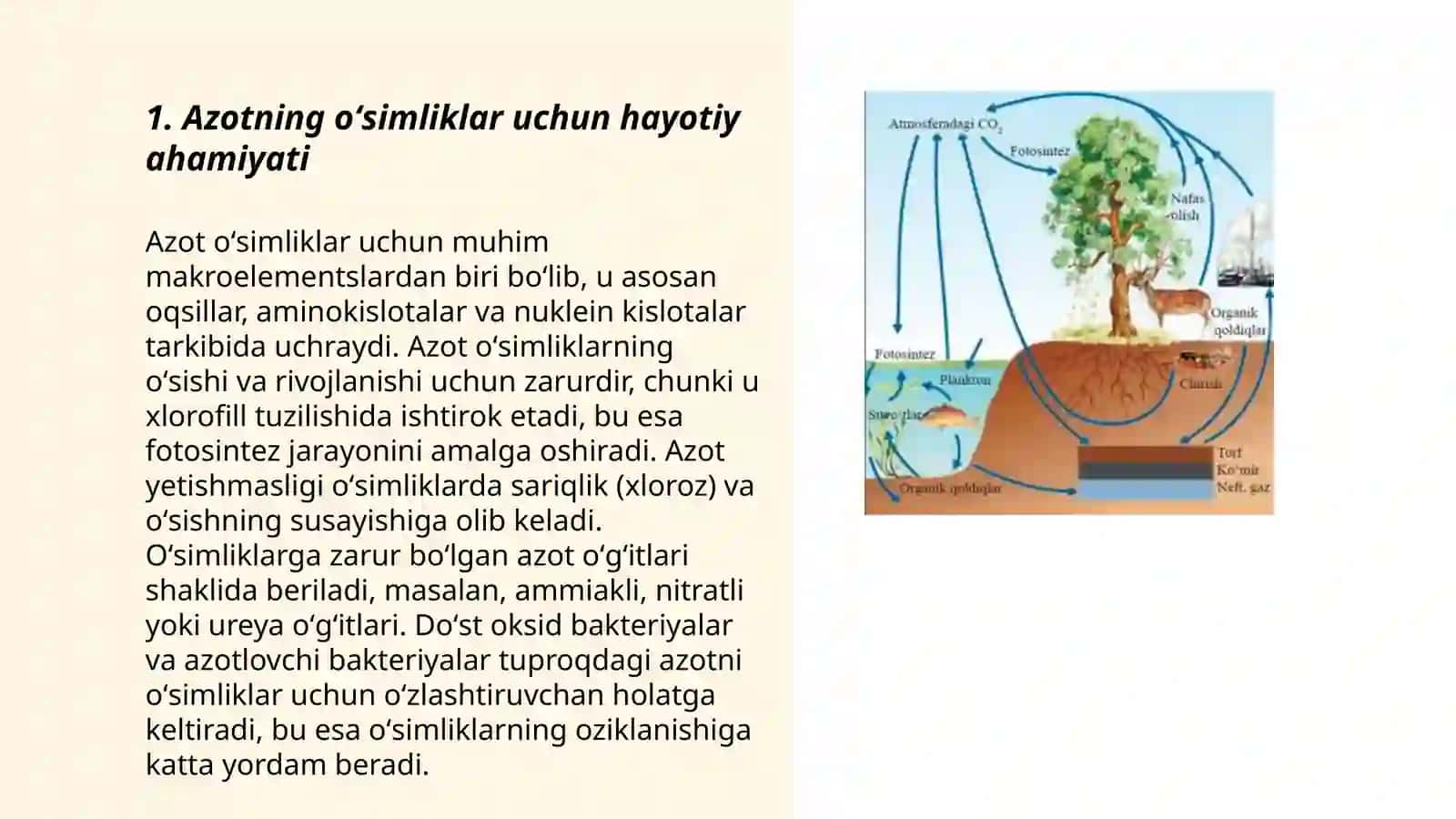 Azotning oʻsimlik hayotida tutgan oʻrni 3