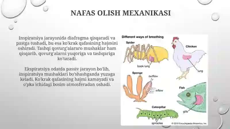 Nafasolish fizialogiyasi va gaz almashinuvi 3