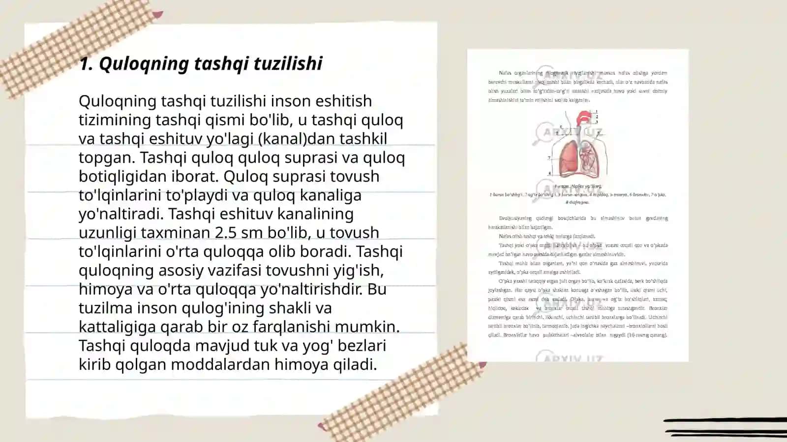 Inson eshitish organlari anatomiyasi va fiziologiyasi 3