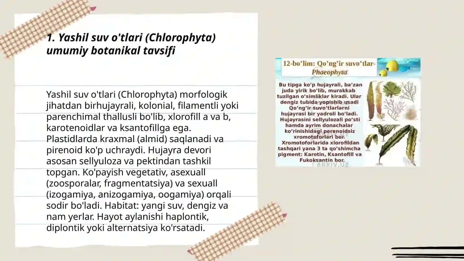 Yashil va ko'k yashil suvo'tlari bo'limlari vakillari va tallomlarini botanik tavsiflash 3