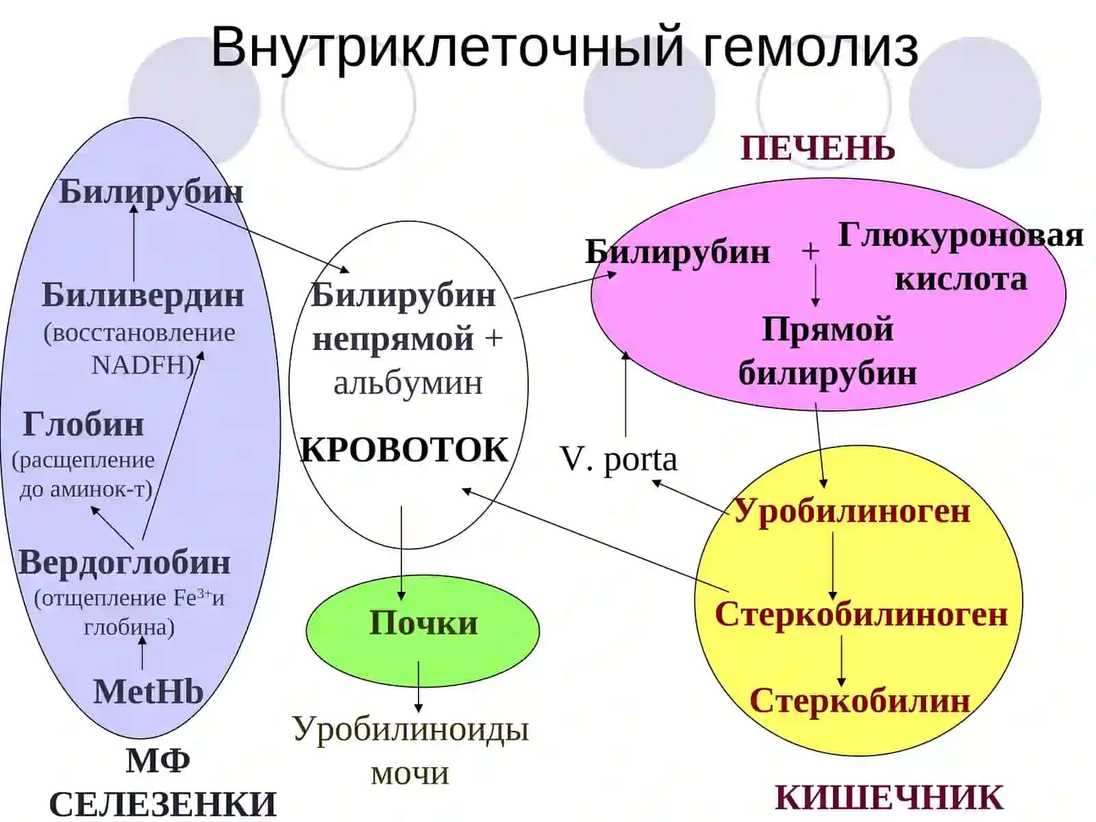Гемолитические анемии(Гемолитик камконликлар) 3