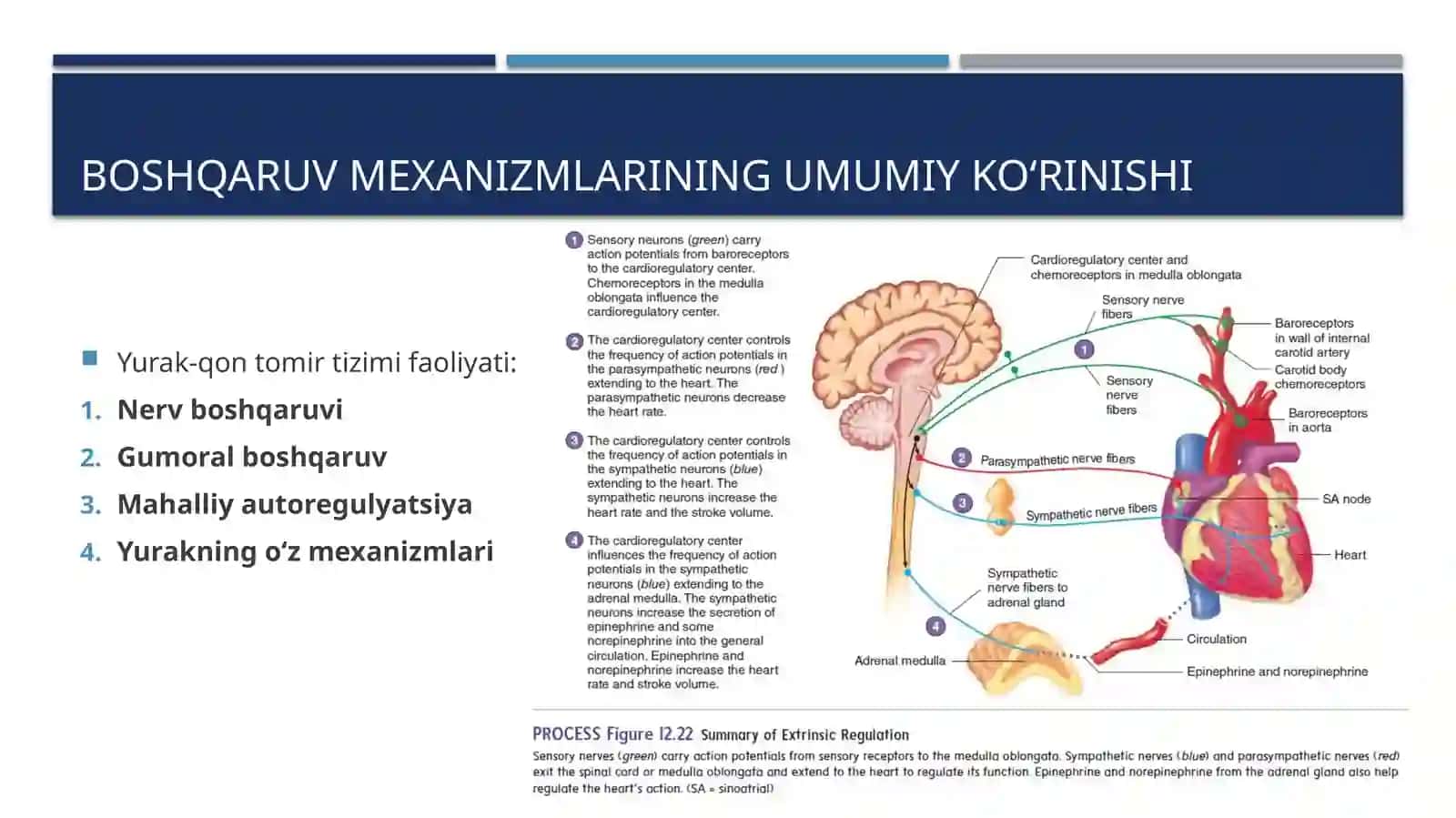 Yurak faoliyati boshqaruv mexanizmlari 3