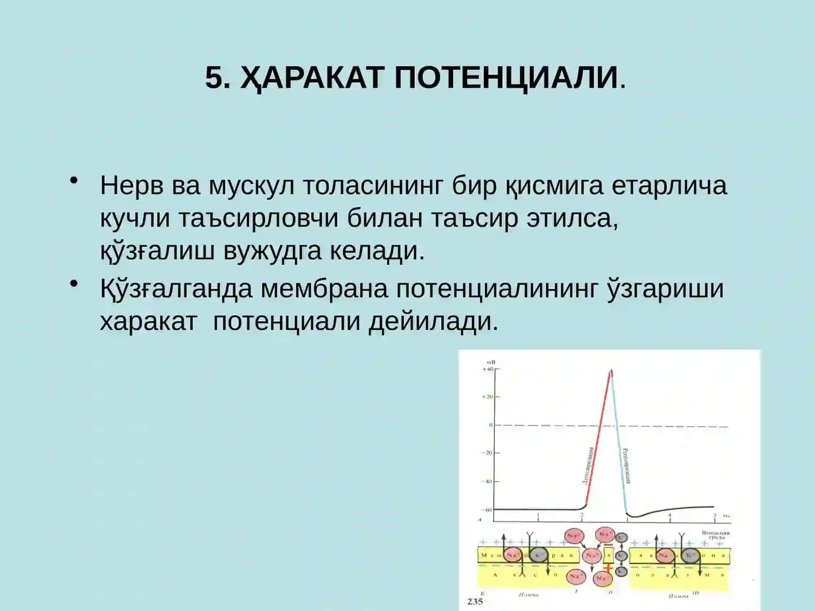 Қўзғалувчан тўқималар физиологияси 3