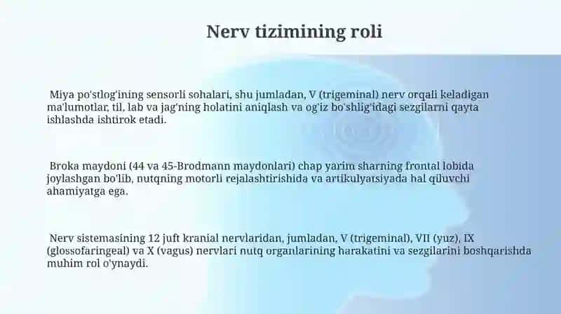 Nutqning anotomo-fiziologik tuzilishi 3
