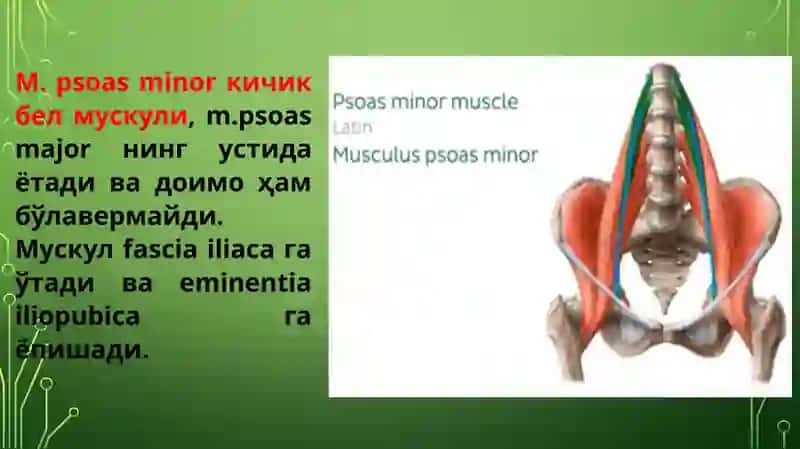 чаноқ камари ва оёқ мускуллари 3