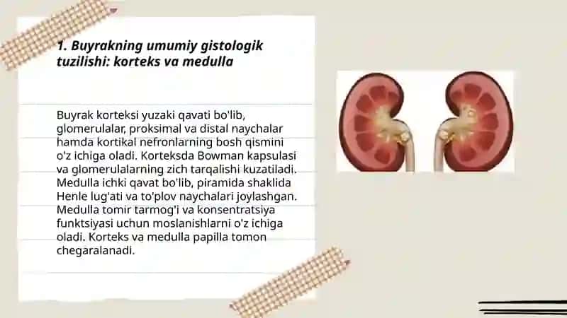 Buyrak va siydik ajratish tizimi a'zolarining gistalogik tuzilishi 3