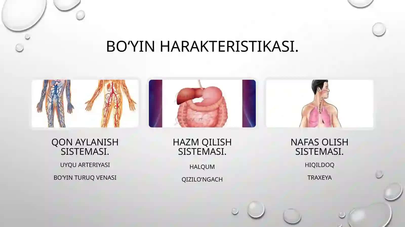 Boʻyin sohasining klinik anatomiyasi va operativ jarrohligi 3