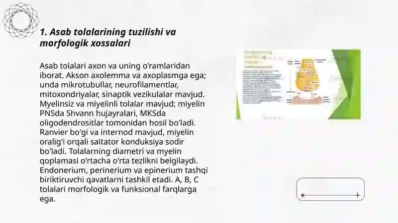 Asab tolalari va sinapslarning xossalari 3
