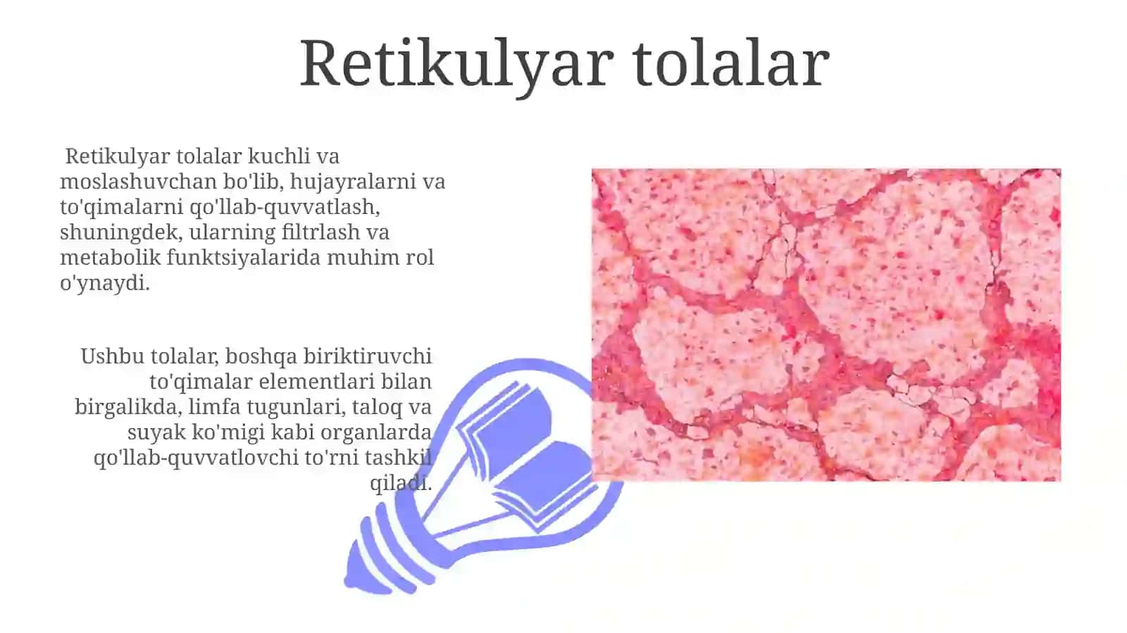 Retikulyar tolalar 3