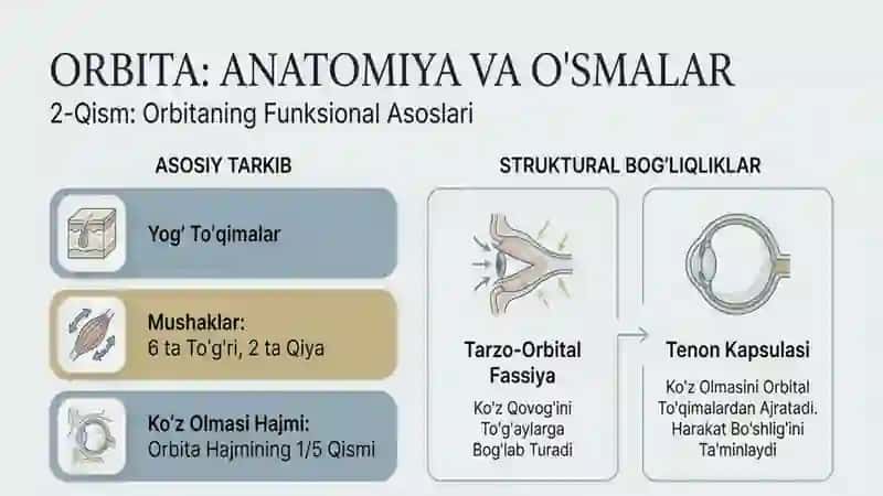 Orbitafunksionalanatomiyasi o'smalari 3