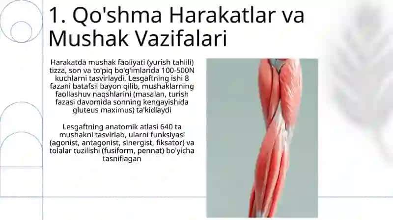 Muskul funksiyasi: Umumiy ma'lumot 3