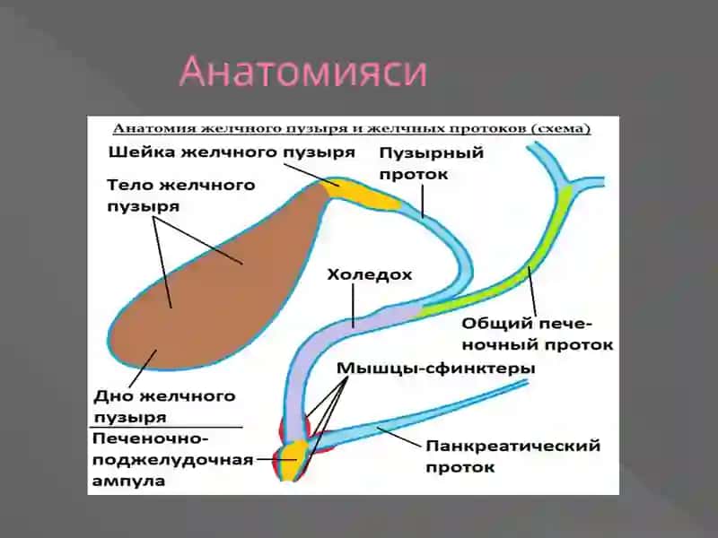 Ӱт йўлларни ултратовуш текшируви технологияси 3