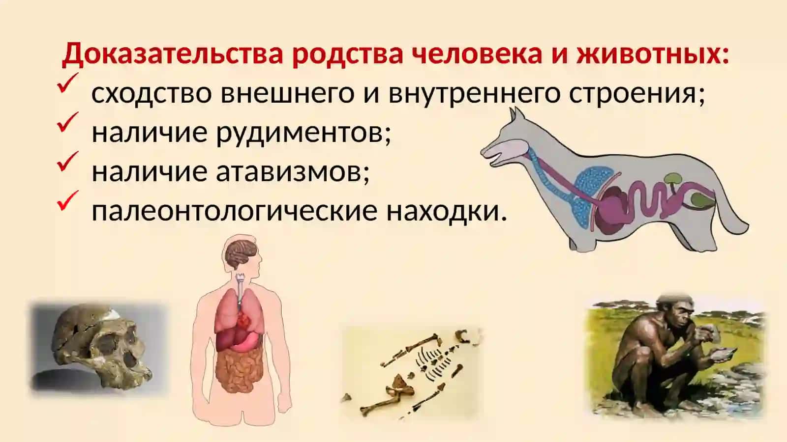 Место человека в системе органического мира 3