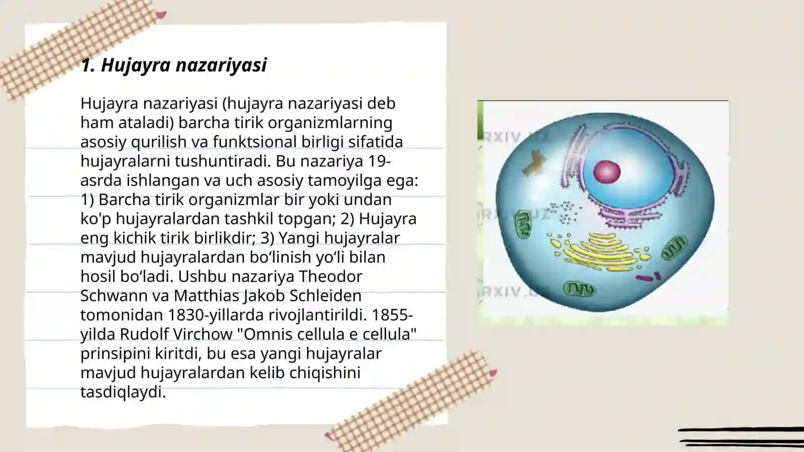 Hujayra va uning tuzulishi 3