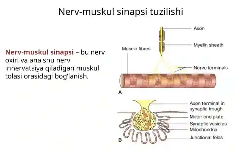 Silliq va ko’ngdalang targ’il mushaklar fiziologik. 3