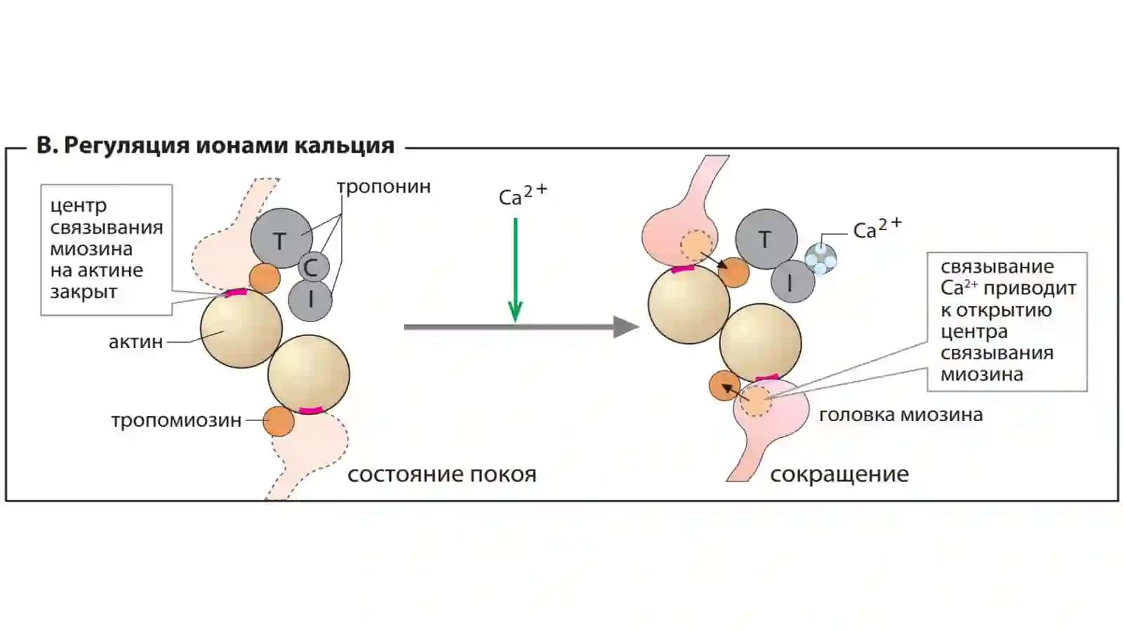 Yurak mushak biokimyosi 3