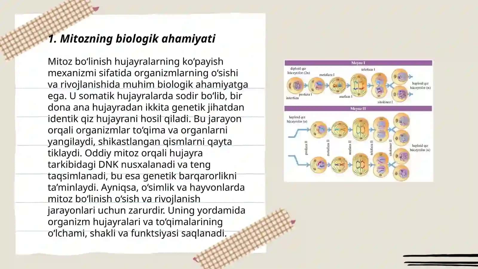 Mitoz va uning ahamiyati 3