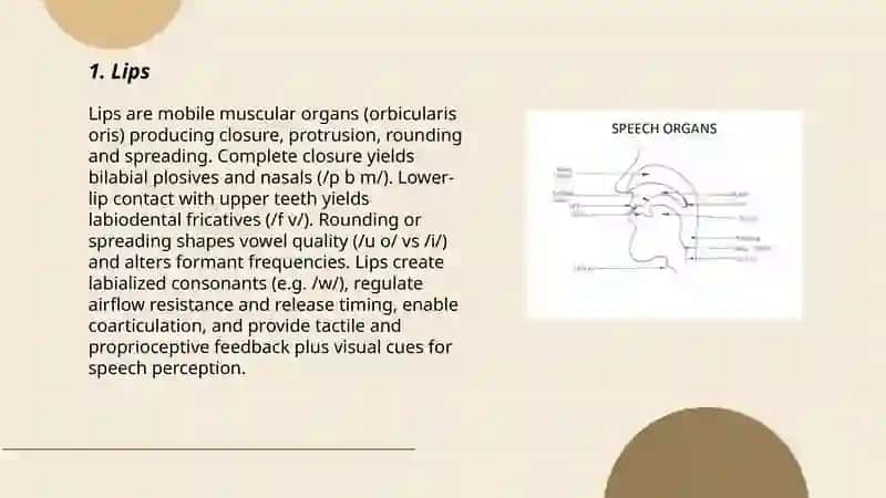 Organs of speech 3