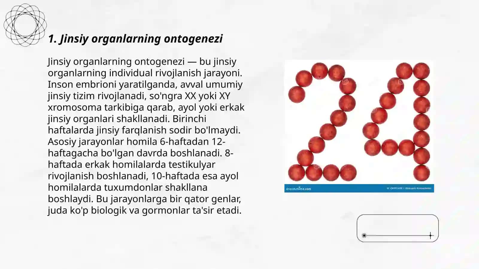 Kopayish jinsiy organlarining taraqqiyoti 3