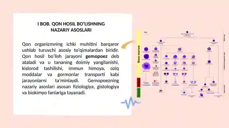 “Qon hosil bòlish mexanizmi” 3