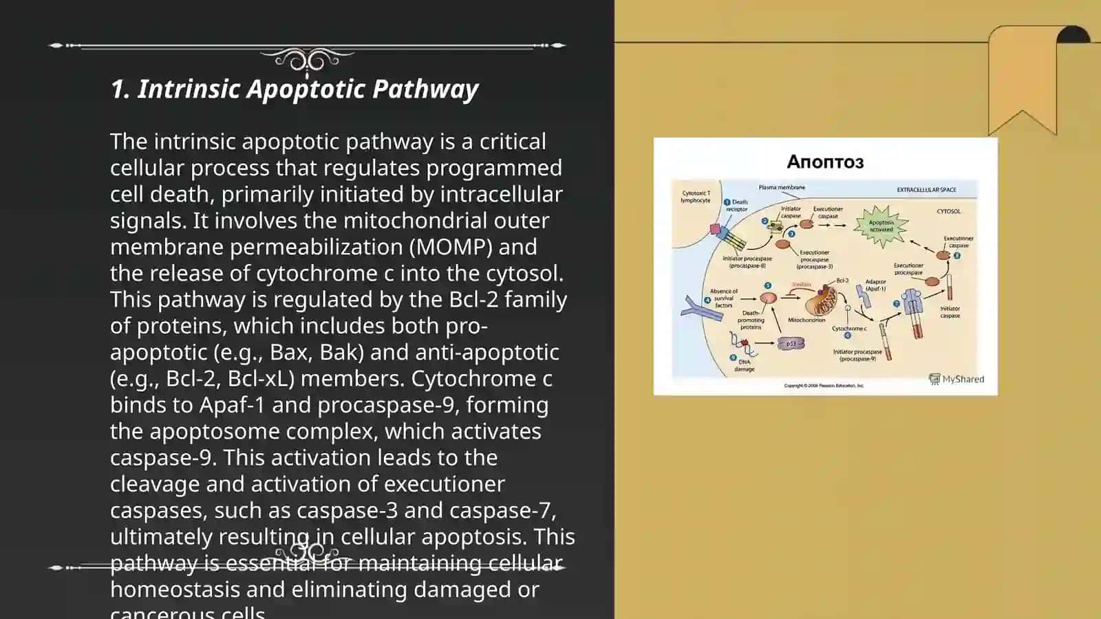 Apoptosis mechanisms 3