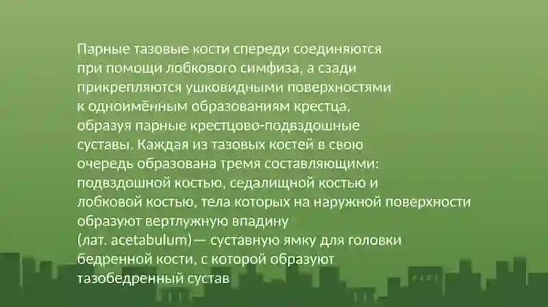 Таз (лат. pelvis) 3