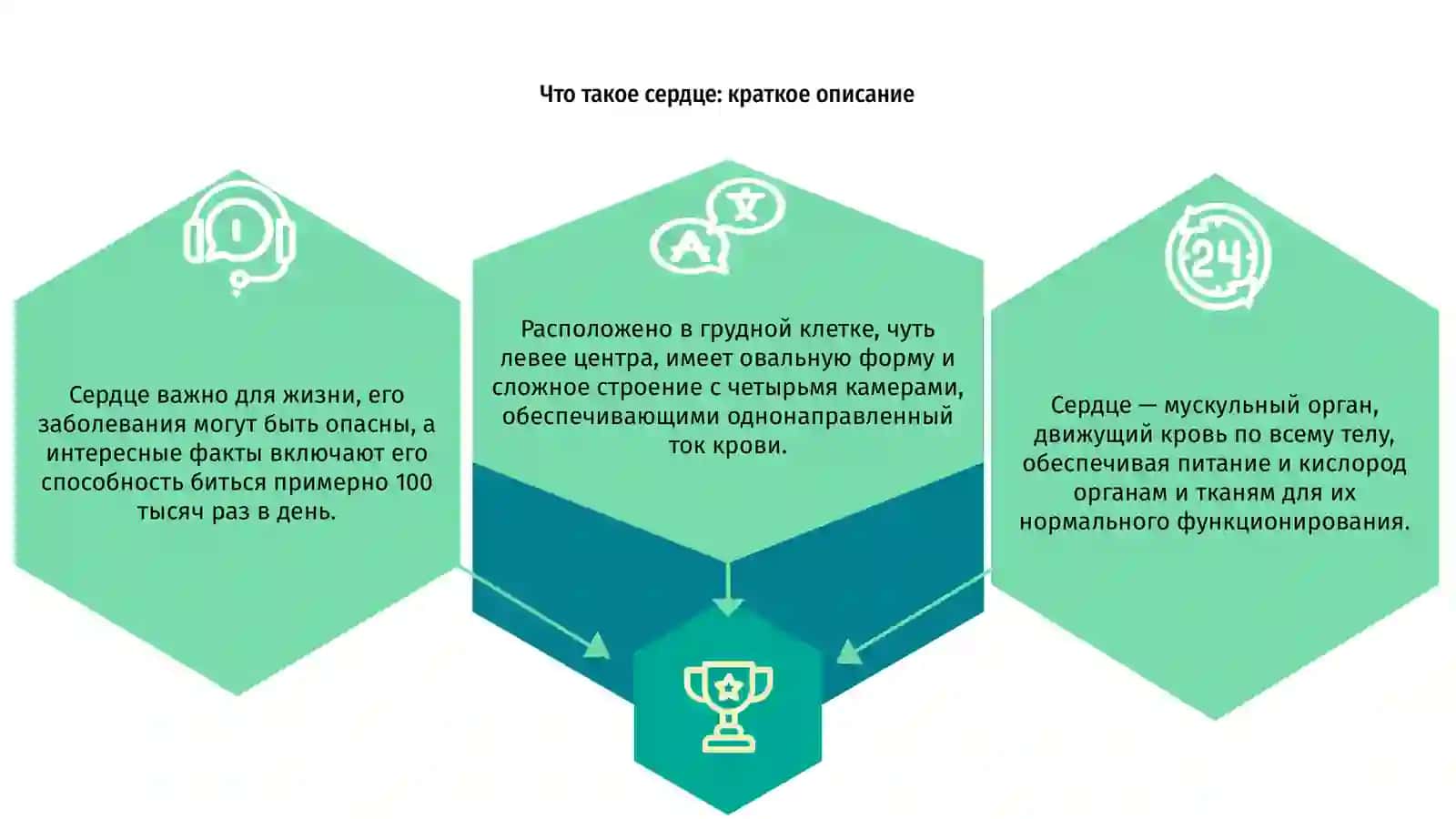 Функции и строение сердца 3