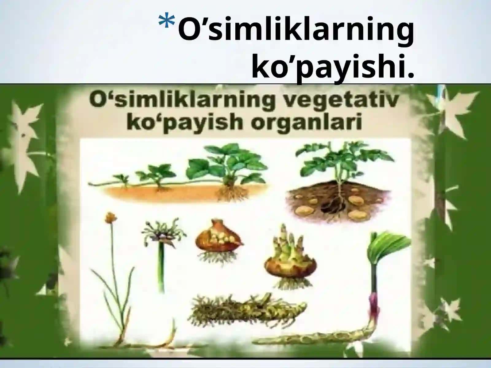 O’simiklarning ko’payishi. Madaniyo’simliklarning vegetativ ko’payishi 3