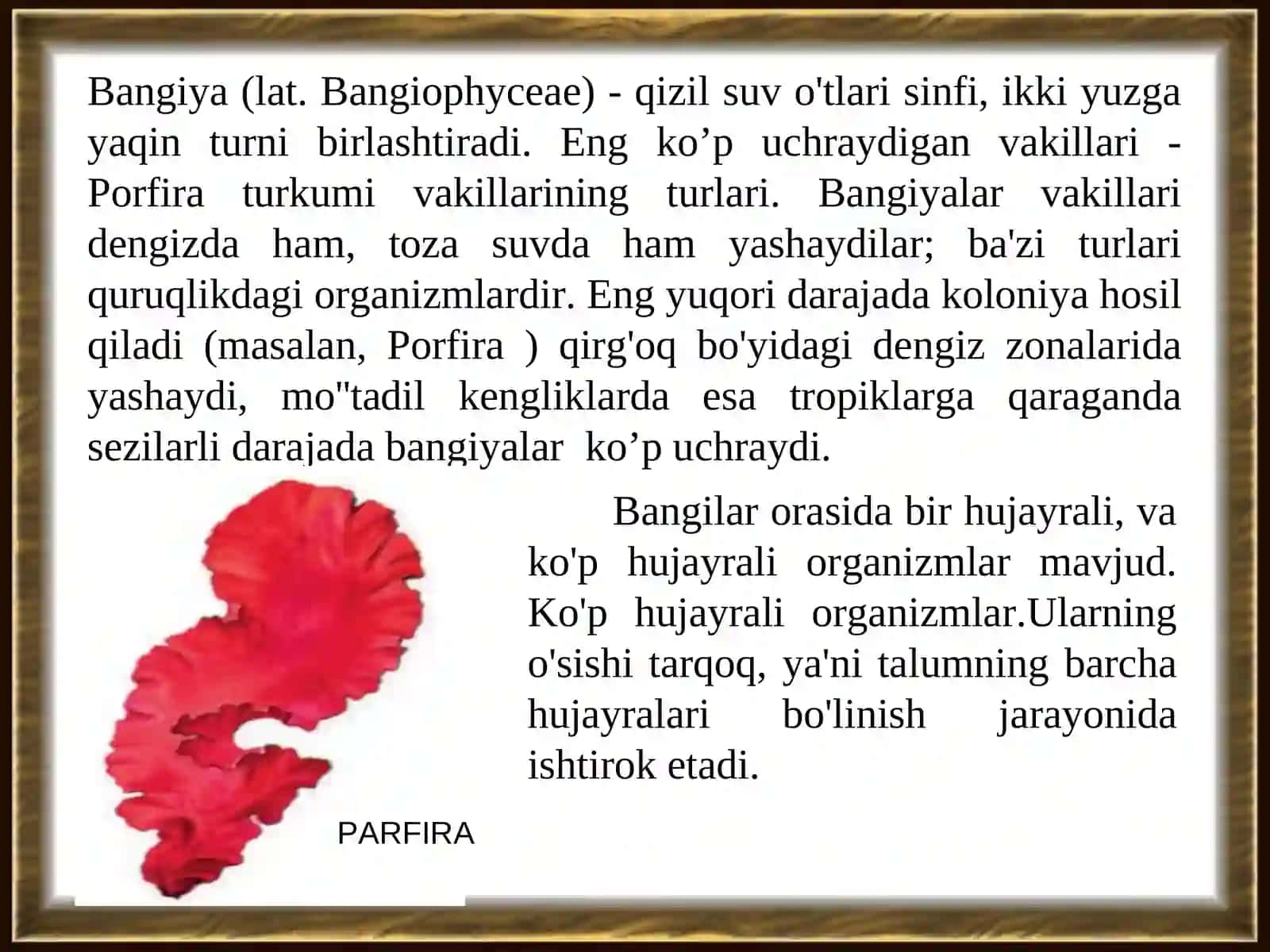 Qizil suv o’tlar bo’limi (Rhodophyta) 3