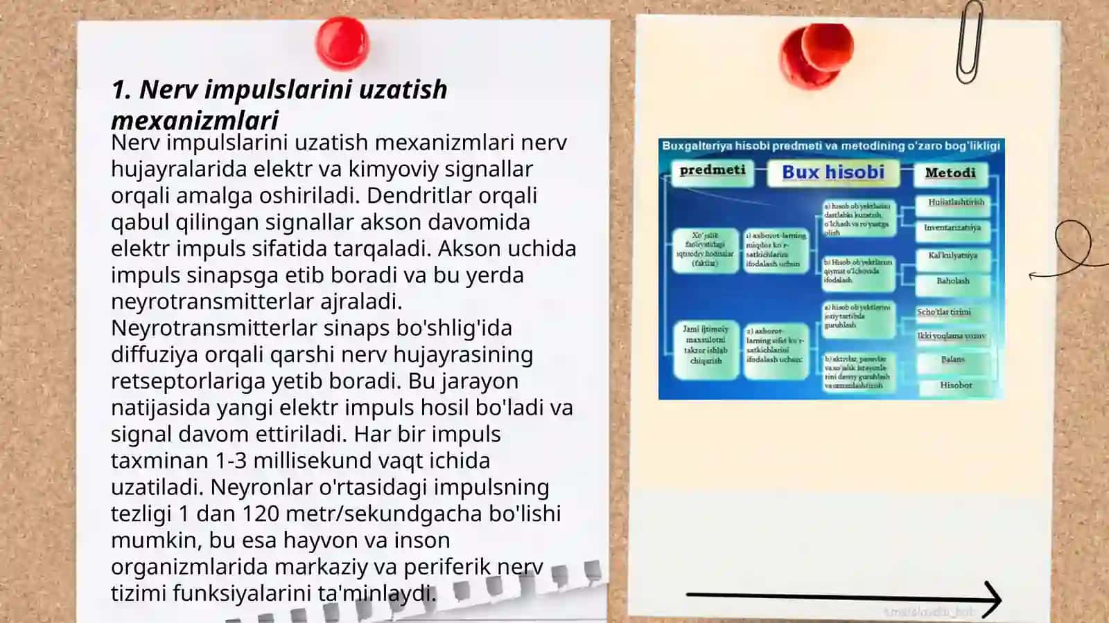 Oliy nerv faoliyatini amalga oshiruvchi asosiy mexanizmlar 3