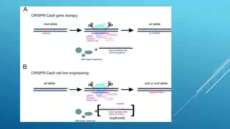 biologiyaTA’LIM YO’NALISHITALABASININGGENOMIKA FANIDANTAYYORLAGANtaqdimoti 3