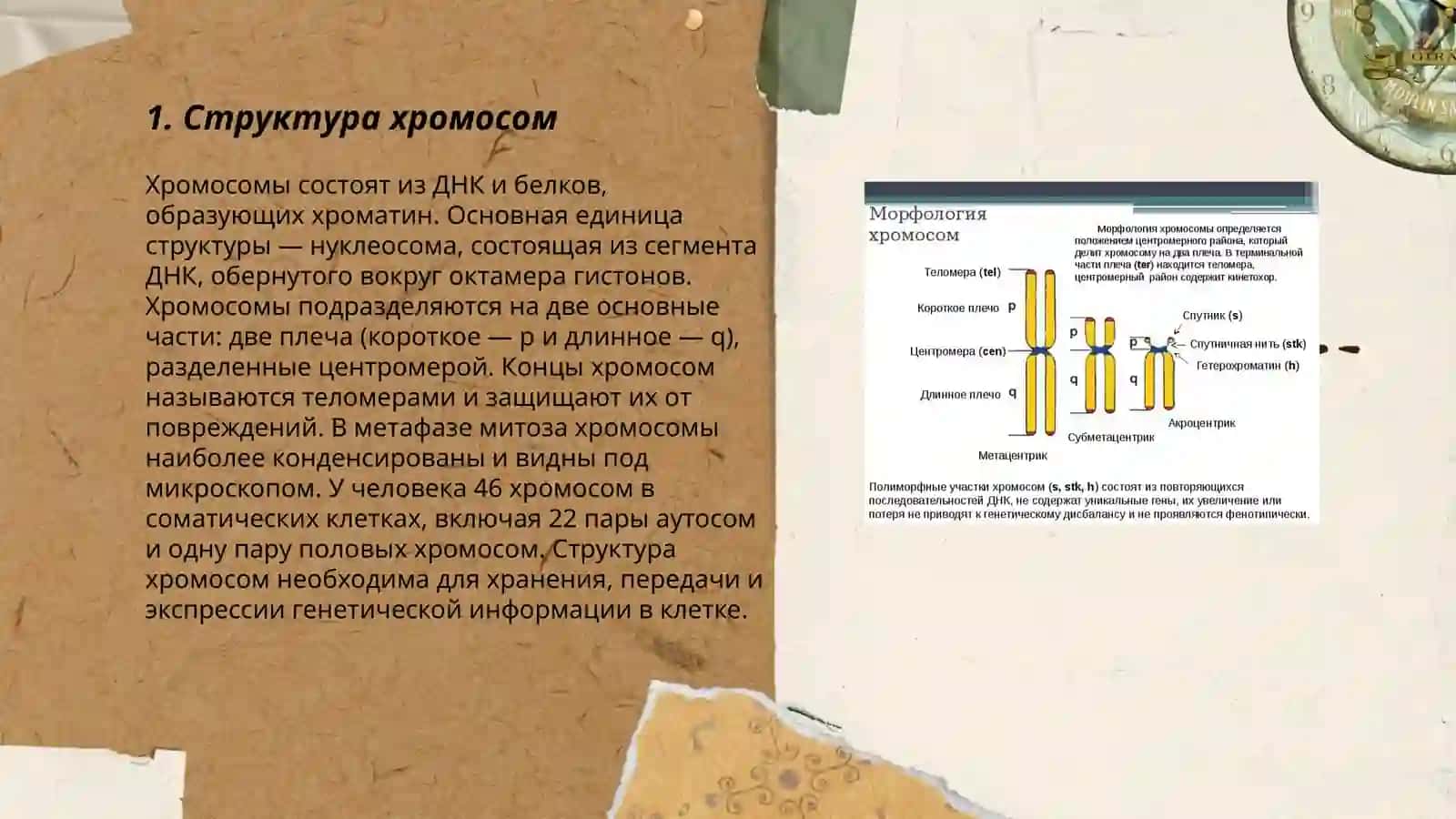 Морфофункциональные свойства человеческой хромосомы 3