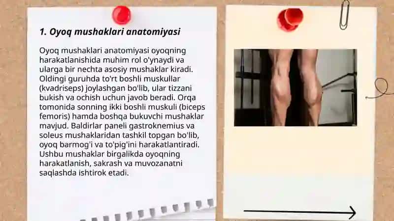 Oyoq mushaklari anatomiyasi 3