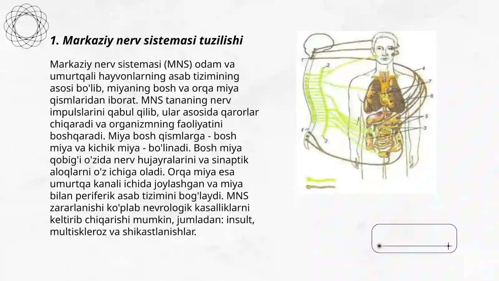 Markaziy nerv sistemasi 3