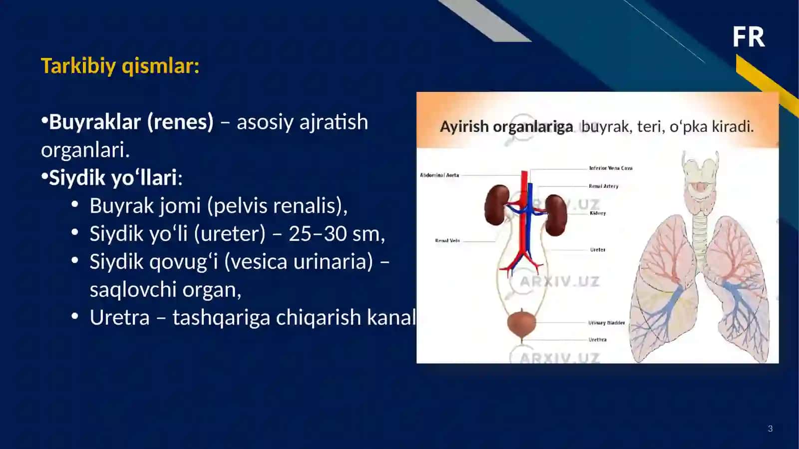 Siydik-ayiruvtizimining anatomo-fiziologik vaklinik xususiyatlari 3