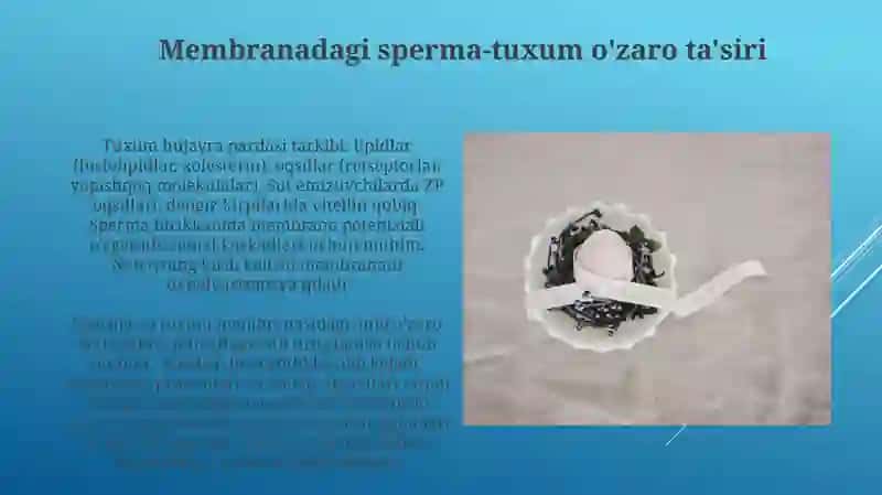 Tuxum hujayrasining qobiqlari, ularning shakllanishi va funksional ahamiyati 3